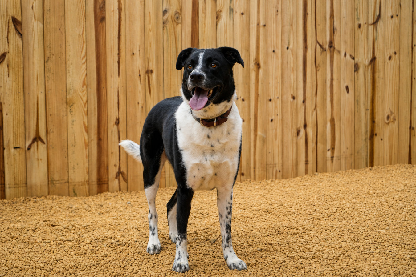 Pet and dog fencing